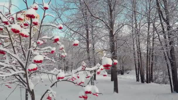 Vue aérienne du parc d'hiver à Saint-Pétersbourg. Vidéo De Stock Libre De Droits