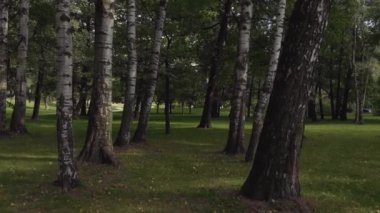 St. Petersburg 'da güzel bir parkın hava manzarası.