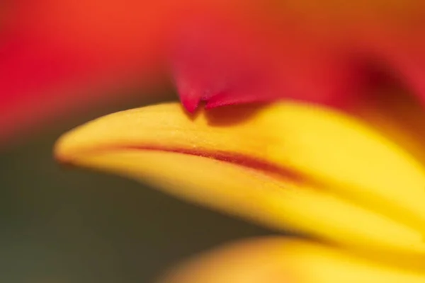 Tocando Pétalos Flores Suaves Rojas Amarillas Cerca — Foto de Stock