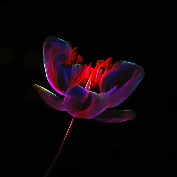 光沢のあるネオン輝く開花黒の背景に近いラッシュの花 — ストック写真