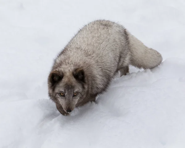 Magas Szög Közeli Kilátás Kék Sarkvidéki Fox Séta Hóban — Stock Fotó