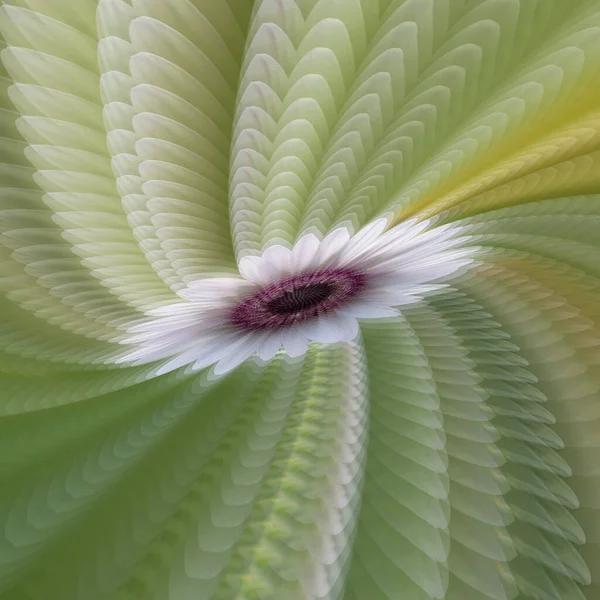 Flor Margarita Blanca Africana Modificada Digitalmente Pétalos Espiral — Foto de Stock