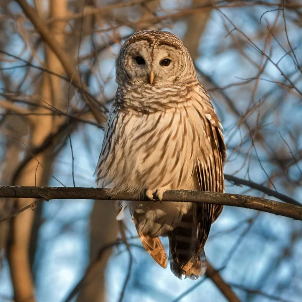 Close Front View Barred Owl Forest Looking Photographer — Stock Photo, Image