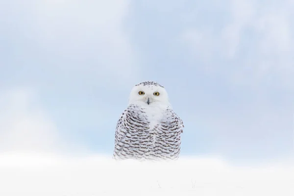 Zbliżenie Snowy Sowa Stojąca Śniegu Przed Mglistym Błękitnym Niebem — Zdjęcie stockowe