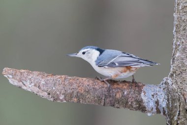 Çam ağacının dalında duran beyaz göğüslü Nuthatch.