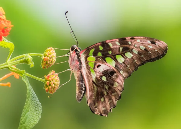 Seitenansicht Nahaufnahme Von Eichelhäher Schmetterling Auf Blume Vor Grün Verschwommenem — Stockfoto