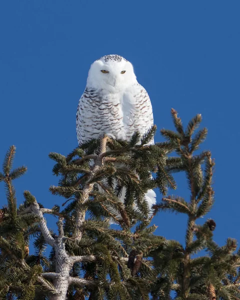 Close Snowy Owl Top Conifer Tree — Stock Photo, Image