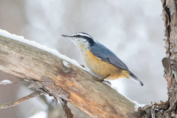 Nuthatch Peito Vermelho Membro Árvore Com Neve Inverno — Fotografia de Stock