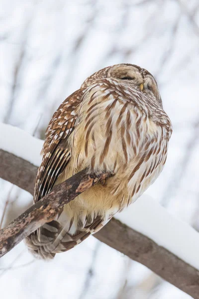 Plumage Beauty Barred Owl Sitting Tree Branch Winter — Stock Photo, Image