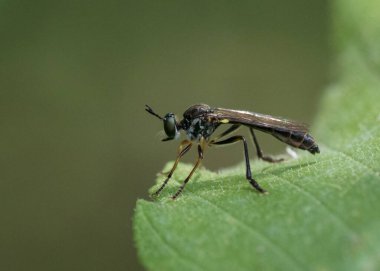 Etobur Hırsız Uçmak için bekliyor Böcekle geçen bir uçuşu