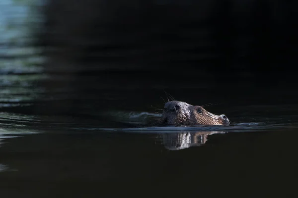 Закрыть Купание Пчел Темных Водах — стоковое фото