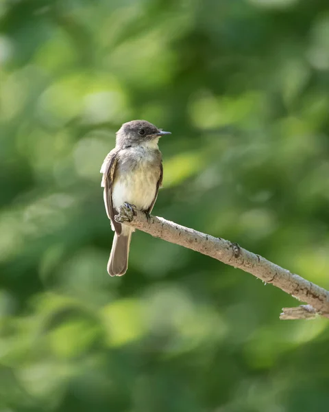 Östlicher Phoebe Fliegenschnäpper Steht Auf Ast Und Wartet Auf Vorbeifliegendes lizenzfreie Stockfotos