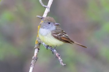 Great Crested Flycatcher kuşunun yumuşak görüntüsü ormandaki ağaç dalına tünemişti.