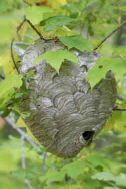 Ormandaki büyük kağıt eşekarısı kovanını kapatın.