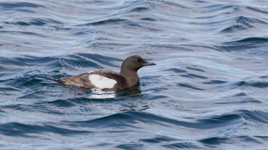Siyah Guillemot mavi dalgalı suda yüzüyor