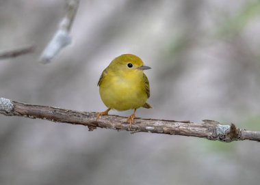 Dişi ötleğen ötleğenine çok yakın.