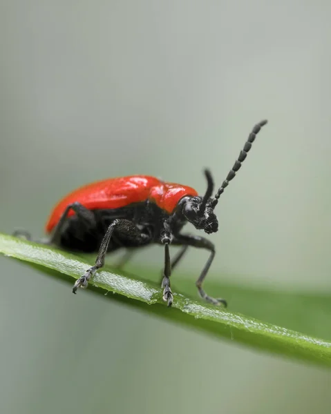 Macro Foto Scarabeo Giglio Rosso Che Mostra Dettagli Del Viso Immagine Stock