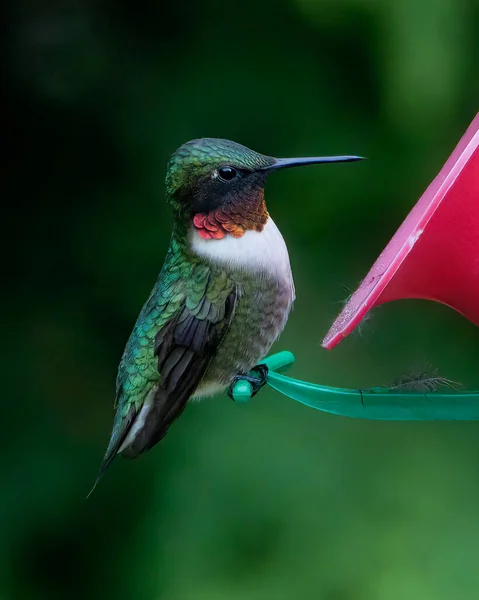 Hummingbird Macho Garganta Rubi Colorido Empoleirado Alimentador — Fotografia de Stock