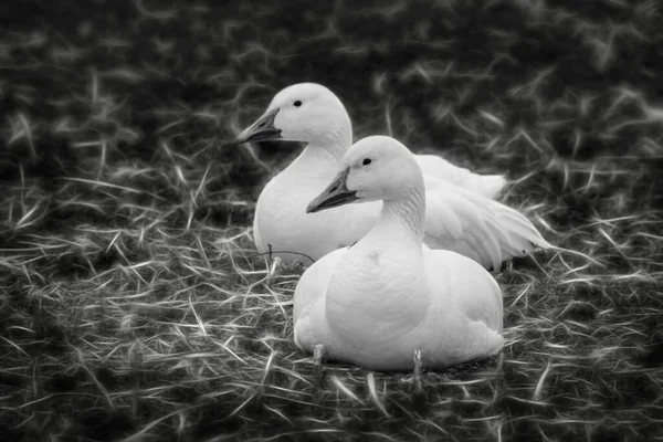 Schwarz Weiße Nahaufnahme Von Zwei Schneegänsen Nest — Stockfoto