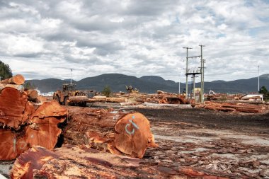 Kütük yükleyici, Kanada 'nın Sayward köyündeki Toprak Ülke Kütük Sıralama' da kütükleri taşır ve arkasında dağlar ve bulut gökyüzü vardır.