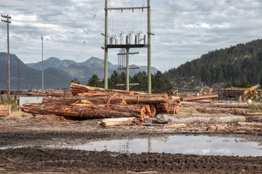 Kanada 'nın Sayward köyünde arka planda dağlarla birlikte istiflenmiş çam ağaçlarının kütükleri. Seçici odak.