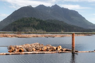 Raw logs floating down the Queen Charlotte Strain in Sayward, Canada with mountains in the background. Selective focus. clipart