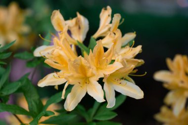 Vancouver 'da güzel sarı Azalea ya da Rhododendron Austrinum çiçeklerine yakın durun.