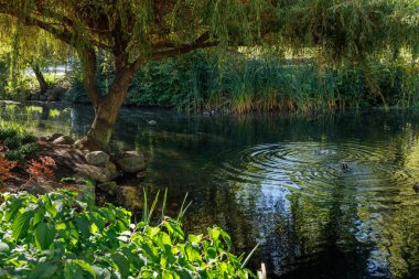 Vancouver, Kanada - 6 Ekim 2025: Granville Adası Parkı 'nda ördeklerin yüzdüğü sakin gölet, söğüt ağacı, kayalar, sazlıklar ve yemyeşil bitki örtüsü