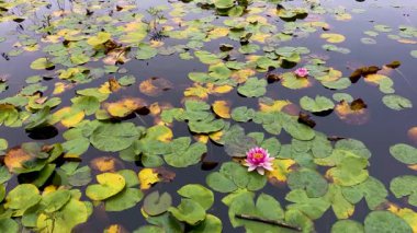 Stanley Park, Vancouver 'daki Kunduz Gölü' ndeki sonbahar zambakları arasında pembe nilüferler çiçek açar.