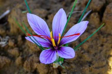 Topraktaki mor safran çiçeklerini kapat..