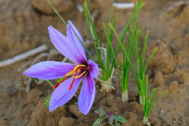 Toprakta yetişen mor safran çiçeği. Tarım.