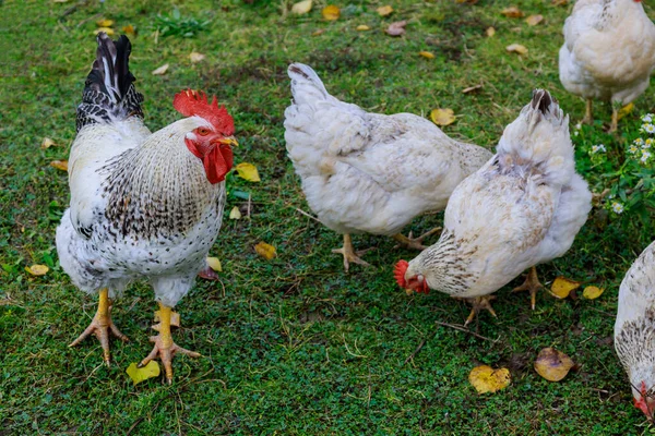 Λευκά Κοτόπουλα Και Κόκορας Περπατούν Στο Πράσινο Γρασίδι Ζώα Εκτροφής — Φωτογραφία Αρχείου
