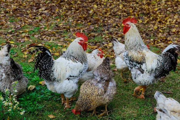 Kohout Kuřata Kráčející Zelené Trávě Hospodářská Zvířata — Stock fotografie