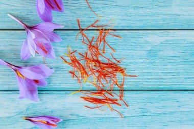 Mavi ahşap arka planda erkeklik organları olan safran çiçekleri. Üst görünüm.