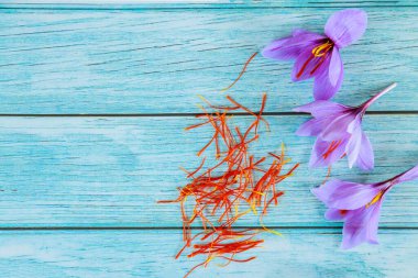 Mor çiçekli mavi arkaplan safran ve erkek çiçekleri.