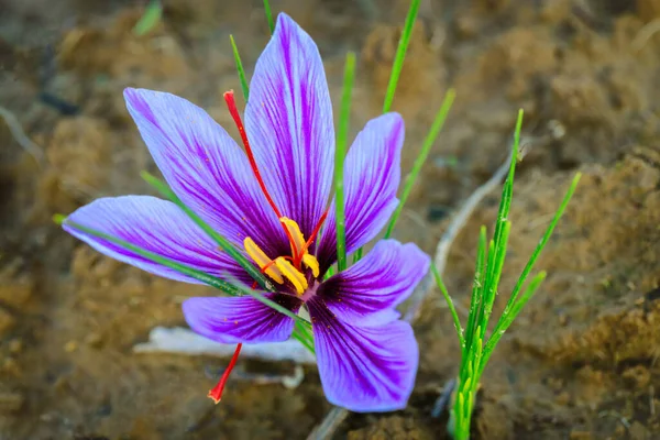 Zbliżenie Pięknego Purpurowego Kwiatu Szafranu Polu Podczas Kwitnienia Czasie Zbiorów — Zdjęcie stockowe