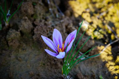 Hasat zamanı çiçek açarken bir tarlada güzel mor safran çiçeği