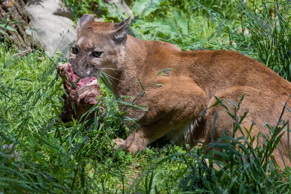 Braune Cougar Essen Stück Rohes Fleisch Auf Gras — Stockfoto