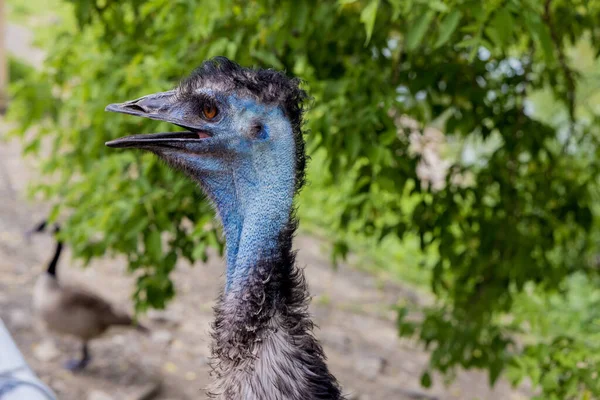 Emu Blauwe Kop Met Oor Oog Open Snavel Wilde Vogel — Stockfoto