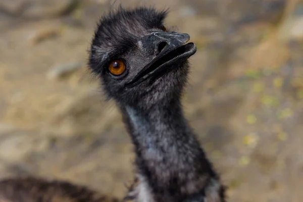 Portret Van Baby Emu Met Open Mond Natuur Achtergrond — Stockfoto