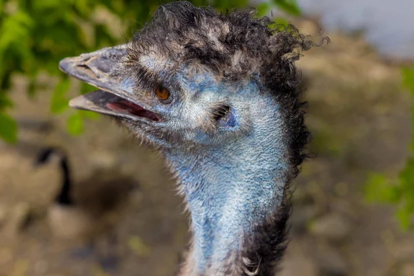 Närbild Australiska Blå Emu Med Öppen Mun Naturen Bakgrund — Stockfoto