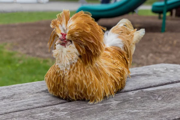 木製のテーブルの上に横たわる茶色のパドバナ鶏 — ストック写真