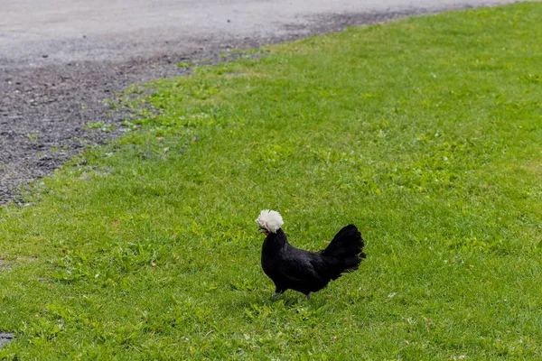 Μαύρο Και Άσπρο Πολωνικό Κοτόπουλο Βόλτες Στο Πράσινο Γρασίδι — Φωτογραφία Αρχείου