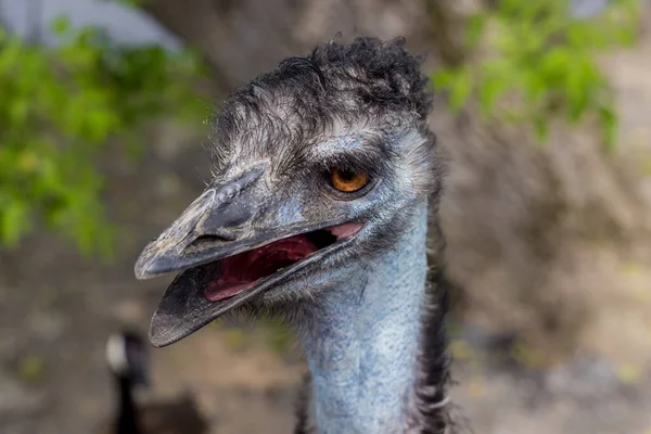 Portret Van Blauwe Emu Met Open Mond Natuur Achtergrond — Stockfoto