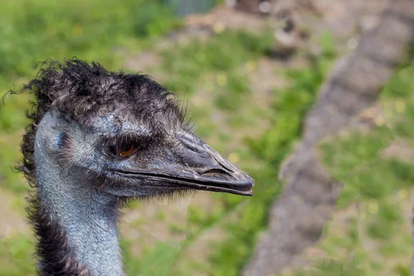 Close Van Portret Van Blauwe Emu Natuur Achtergrond — Stockfoto