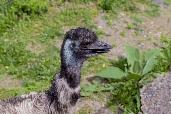 Australische Emu Blauwe Kop Met Oor Oog Open Snavel Wilde — Stockfoto