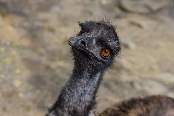 Close Van Portret Van Baby Emu Wazige Achtergrond — Stockfoto