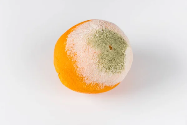 배경에 분리되어 곰팡이 오렌지색 — 스톡 사진