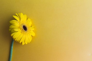 Sarı arka planda bir sarı gerbera çiçeği, yakın plan.