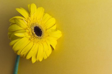 Sarı arka planda bir sarı gerbera çiçeği, yakın plan.